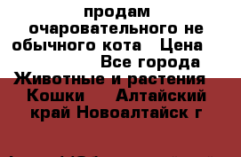 продам очаровательного не обычного кота › Цена ­ 7 000 000 - Все города Животные и растения » Кошки   . Алтайский край,Новоалтайск г.